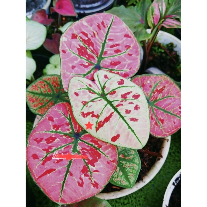 Caladium wonderland Thai series
