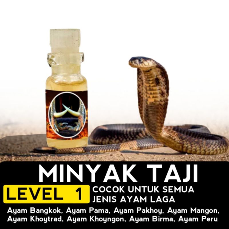 doping ayam Bangkok minyak Taji racun Jalu