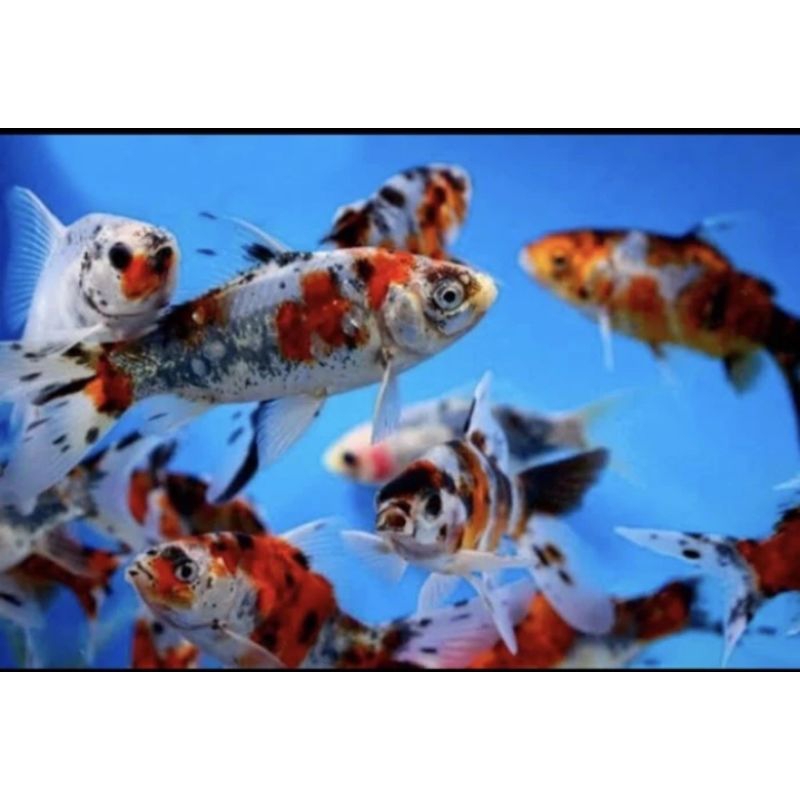 Komet Pancawarna komet panca warna