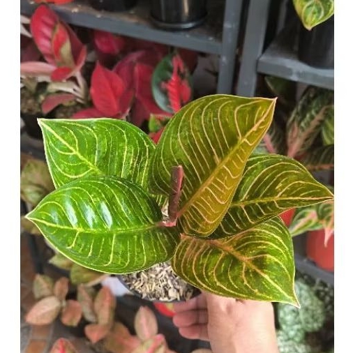 aglonema Kresna golden