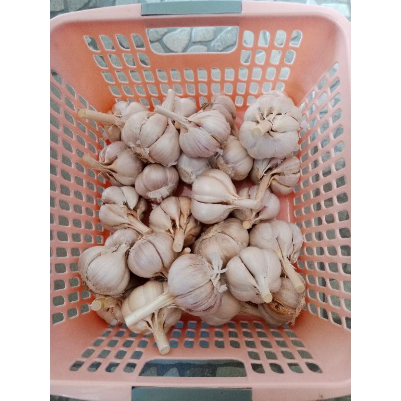 

BAWANG PUTIH KATING