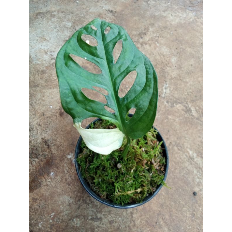 janda bolong jepang (acuminata)