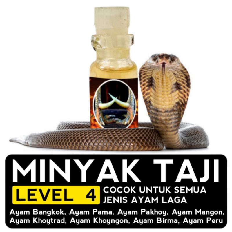 jamu ayam doping jago aduan minyak Taji racun jalu