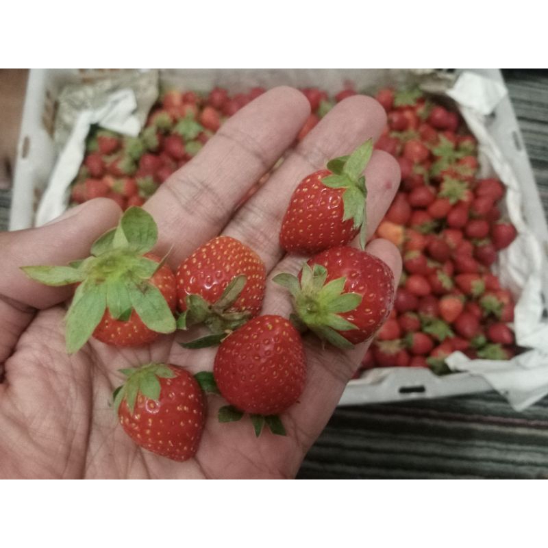 

1KG STROBERY FRESH GRADE MINI LANGSUNG DARI KEBUN