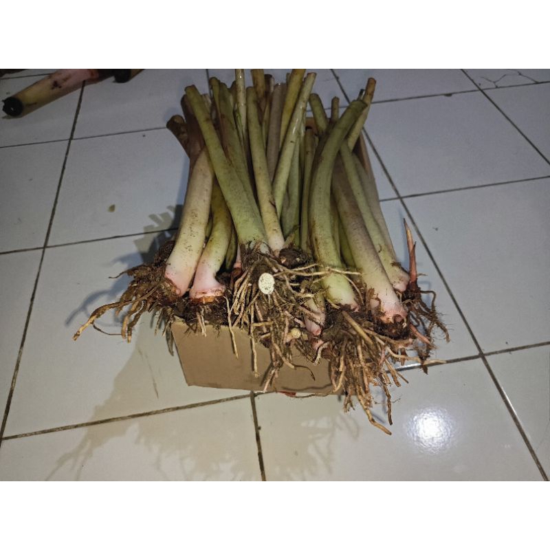 

talas bogor 1 pcs