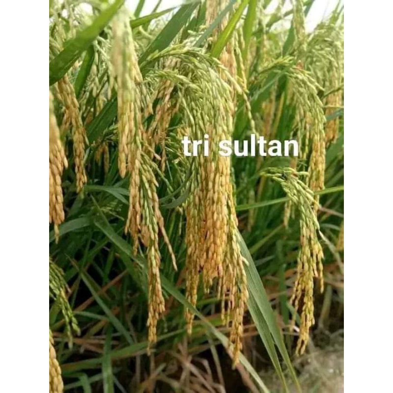 Bibit Padi Trisultan  original 5 kg