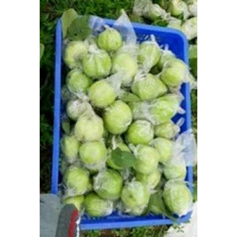 

jambu kristal khusus grosir.packingan 10 kg