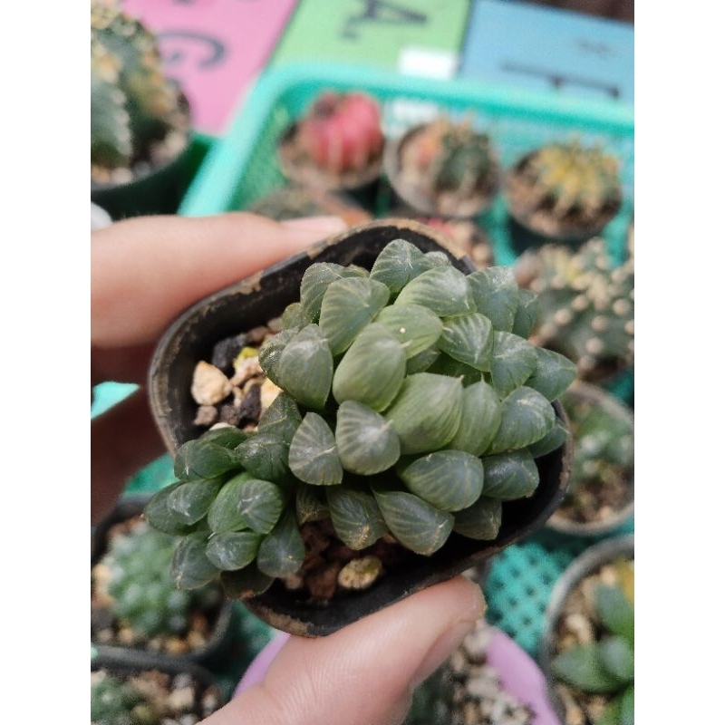 Haworthia cooperi var obtusa