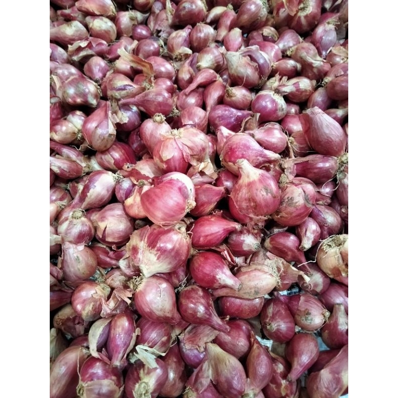 

Bawang Merah Brambang Tanggung Besar 1 Kg + Bonus Kecil 500 Gram