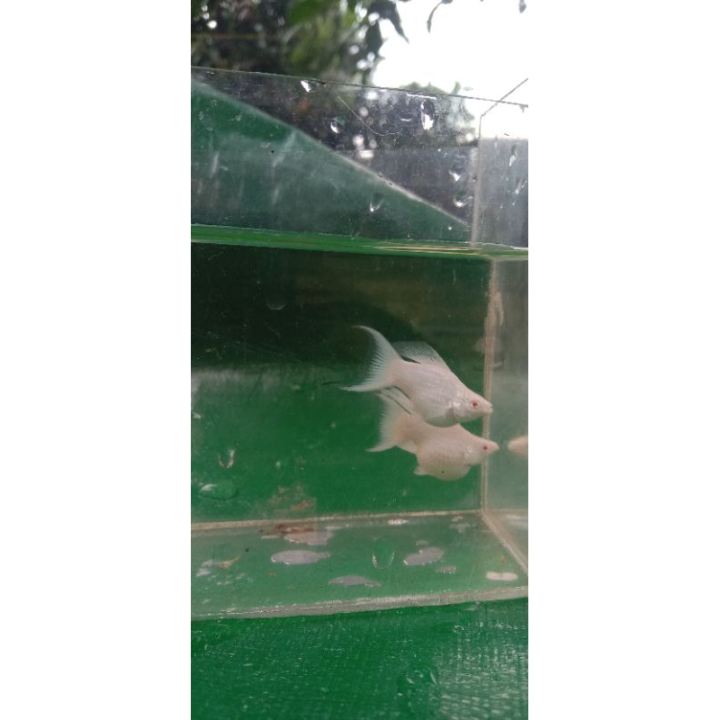 PLATINUM MATA MERAH MOLLY BALON(PAKET TRIO)