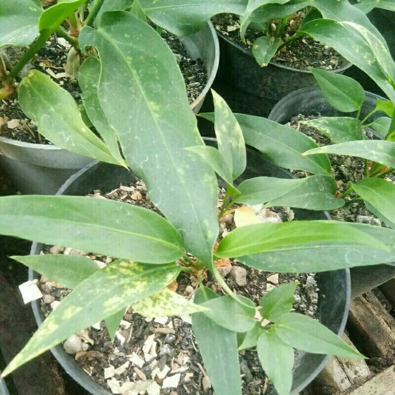 bibit gelombang cinta