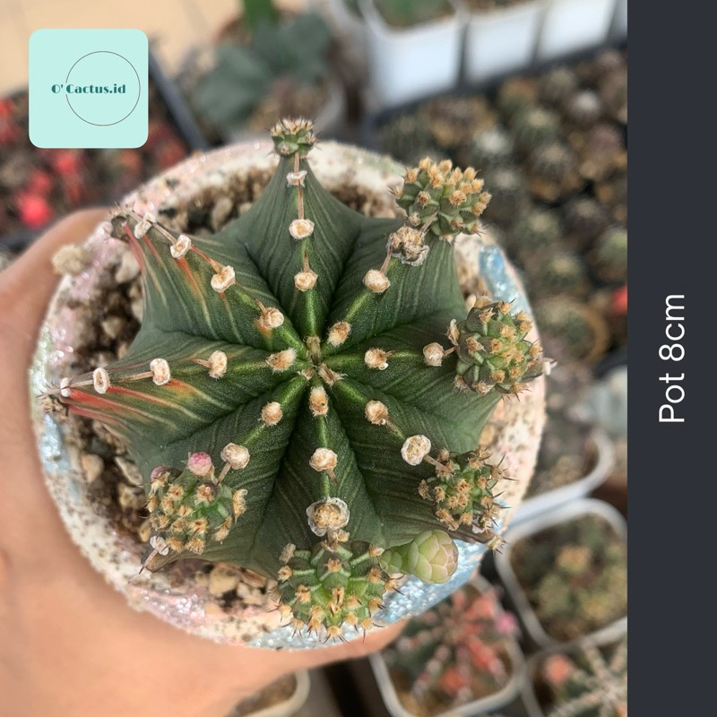 Gymnocalycium LB Hybrid Varigata kaktus gymno var pink orange miha 2178 ribs lb2178 tanaman hias hid
