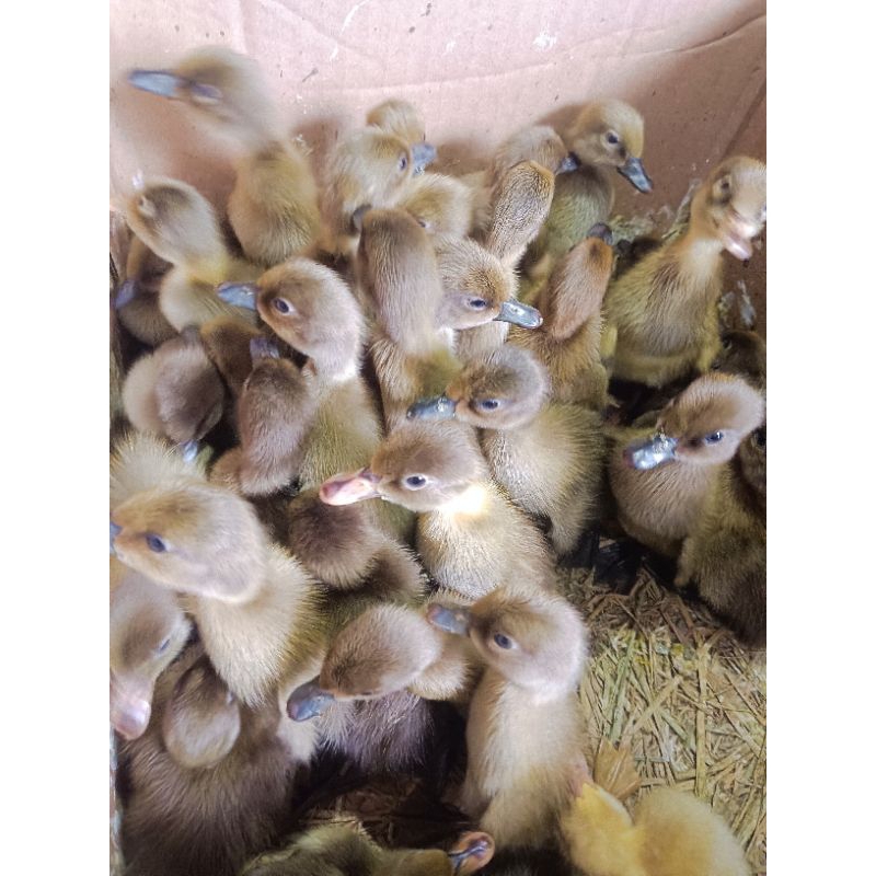 DOD ANAK BEBEK MERI- ITIK JAWA