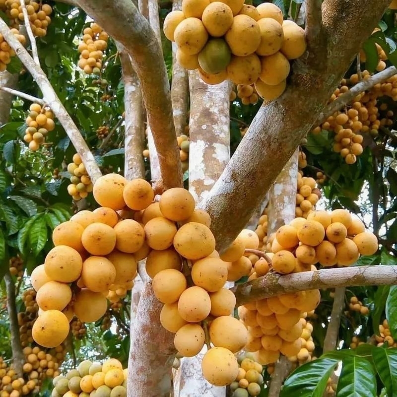 bibit buah langsep / langsat bisa berbuah pendek