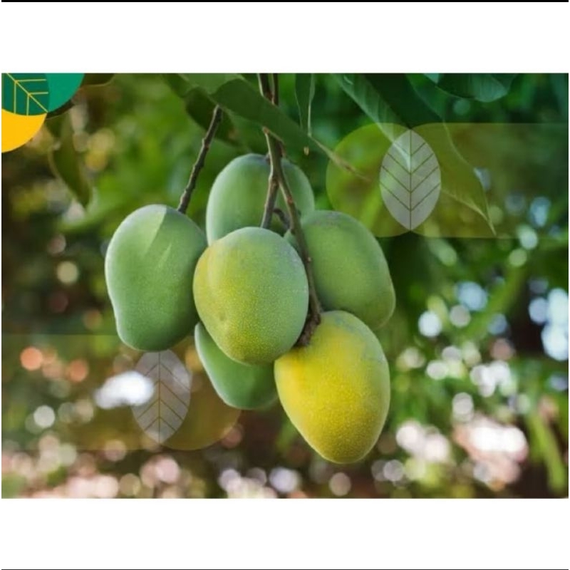 Bibit Mangga Harum Manis okulasi
