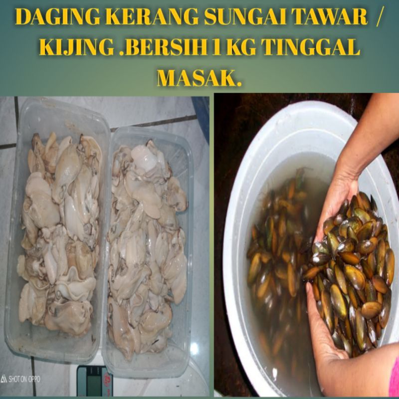 

DAGING KERANG AIR TAWAR/KIJING.BERSIH 1 KG