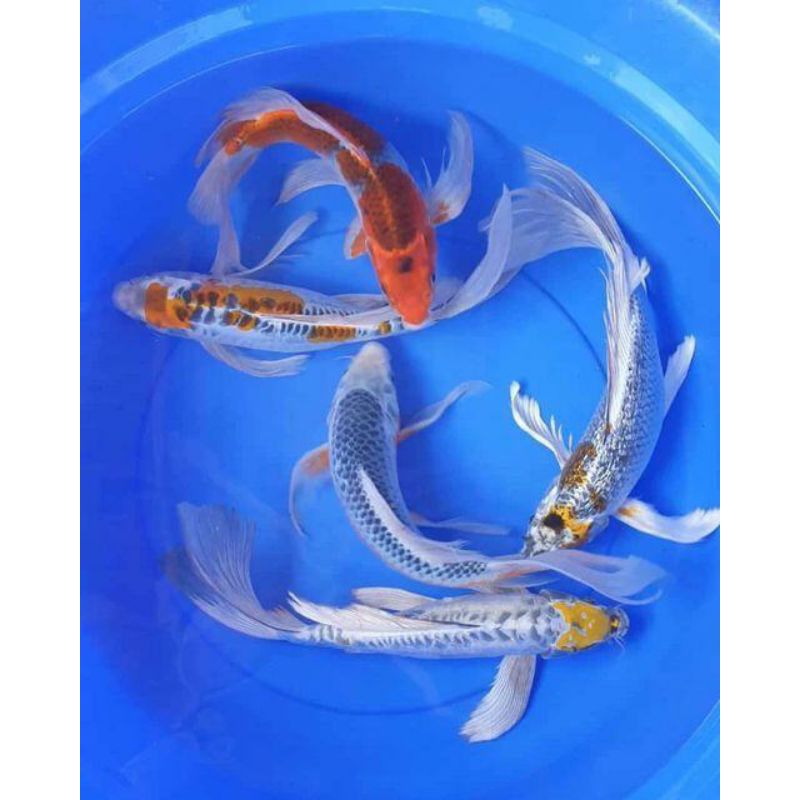 

KOI METALIK SIZE 22-25 CM