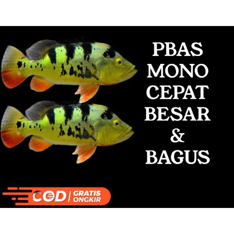 Pbas mono cepat besar kebutuhan akuarium
