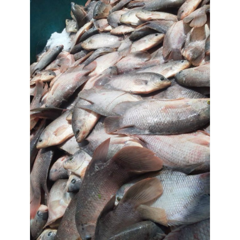 

ikan gurame segar kecil/ ikan gurame 250 gram