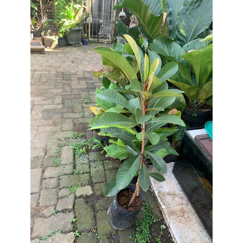 sambung susu/pucuk mamey sapote ( free packing kayu )