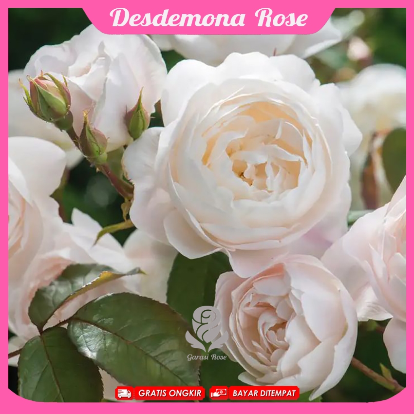 Mawar Import Desdemona - David Austin Rose