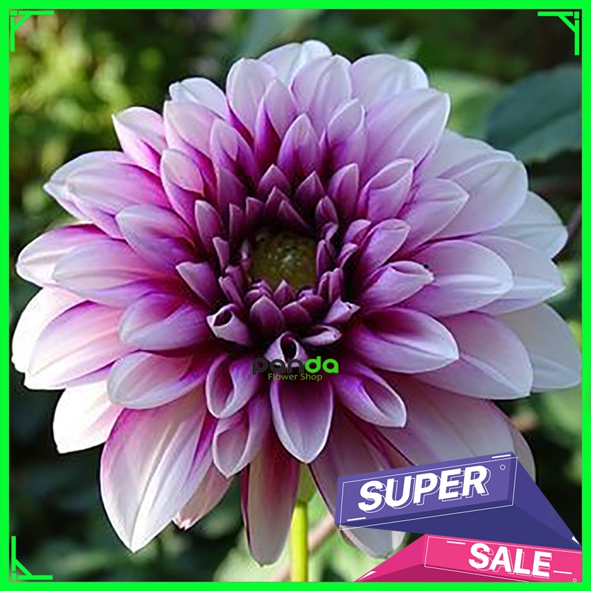 Umbi Bunga Dahlia - Bunga Dahlia Unggul