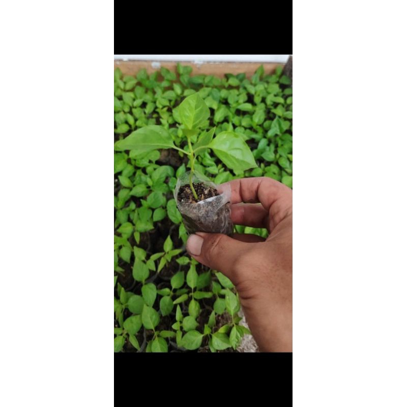 

bibit cabe rawit setan ORI 212,bibit cabe rawit