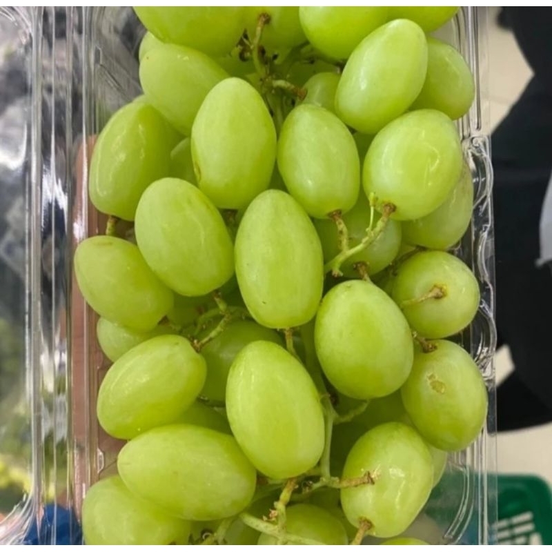 

Anggur Stella Bela Crunchy Manis 1 Kg