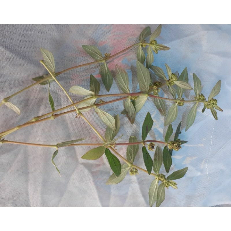 

daun herbal segar langsung petik daun patikan kebo banyak khasiatnya/ 100 grm