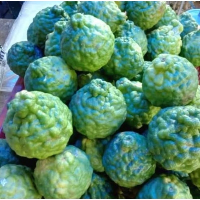 

jeruk purut segar 1kg