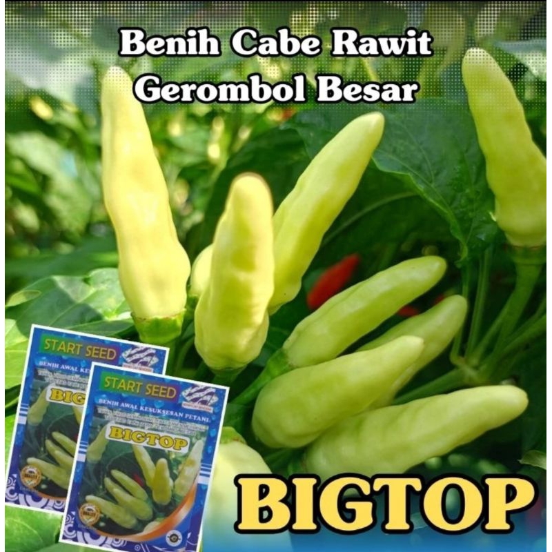 Benih unggul cabe rawit Gerombol Besar BIGTOP Kualitas premium