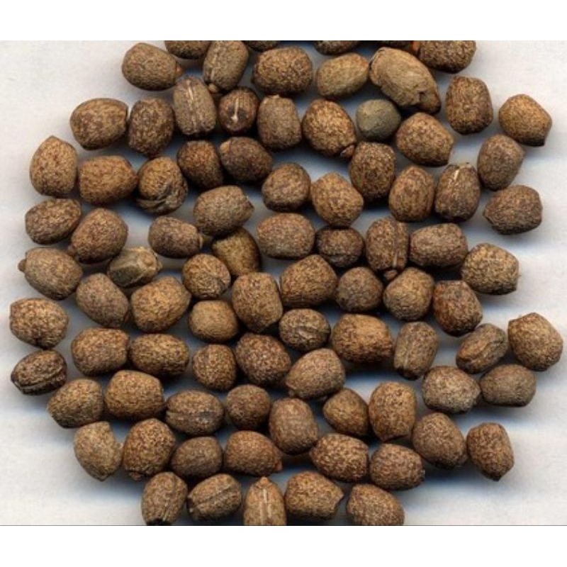 

10 G 50 GR 100 GRAM QIAN JIN ZI MOLEPLANT SEED CAPER EUPHORBIA SEED