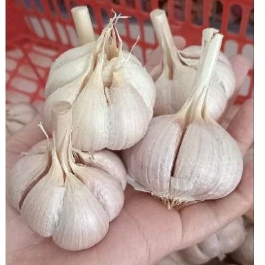

BAWANG PUTIH KATING 500gr MURAH FRESH