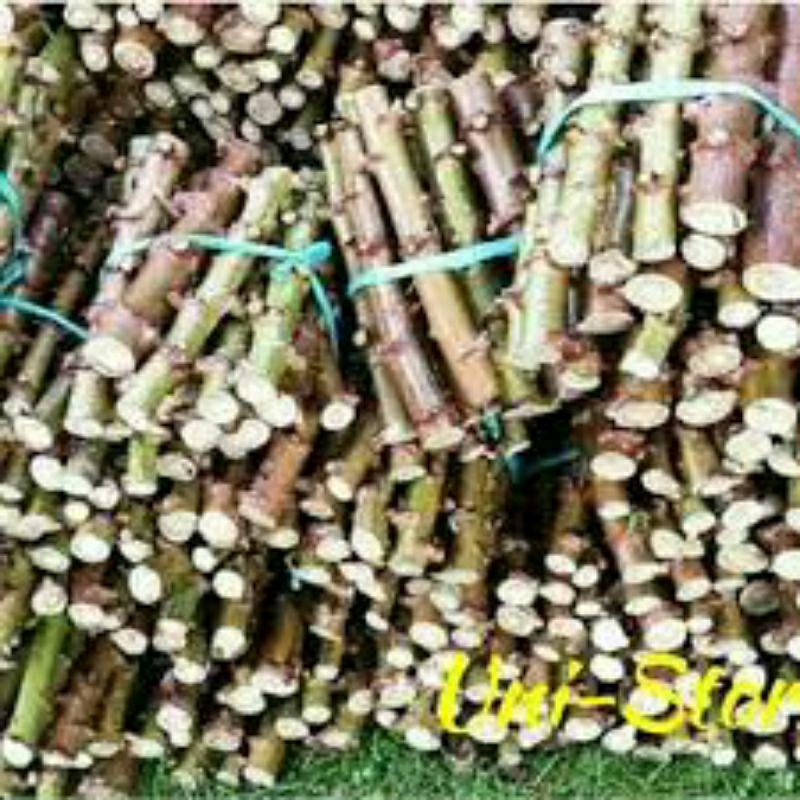 Bibit singkong Kuning Srintil