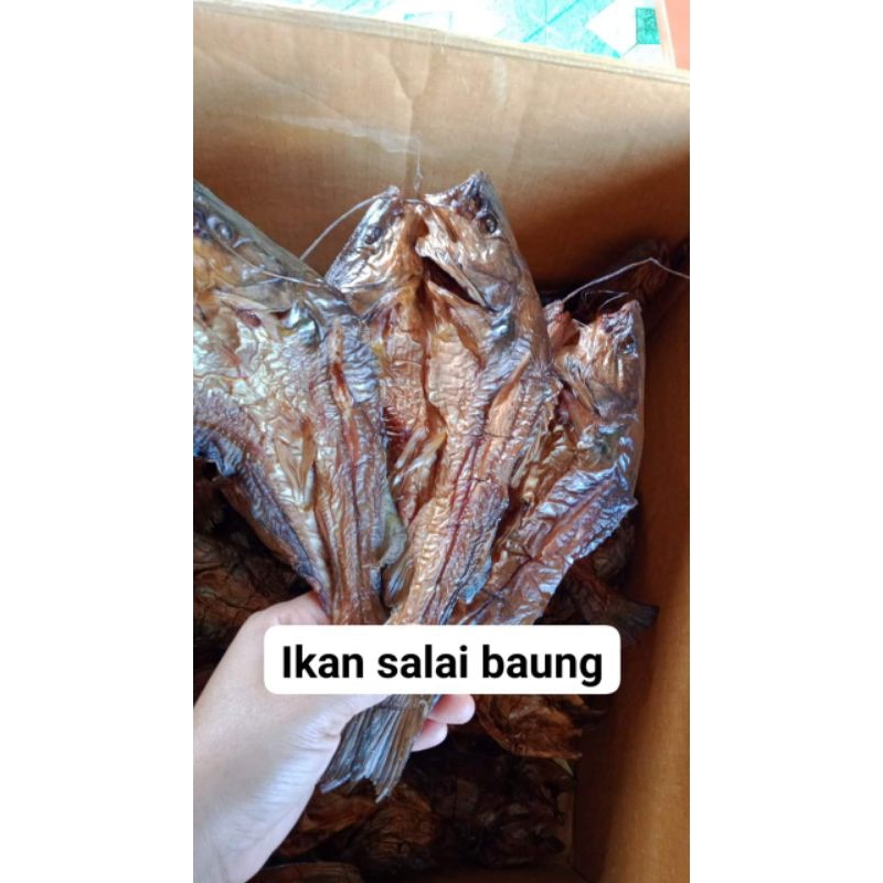 

salai ikan baung sungai musi