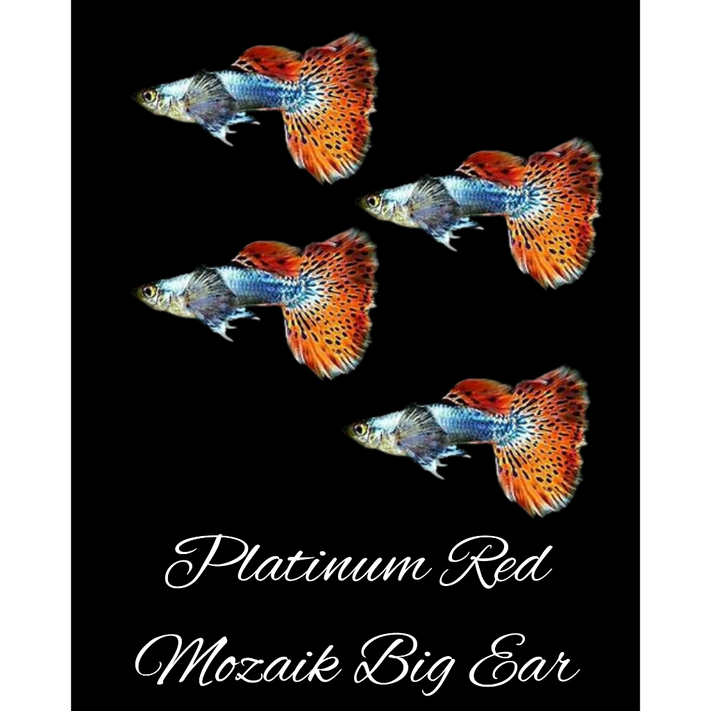 

Packing Kardus Platinum Red Mozaik Big Ear