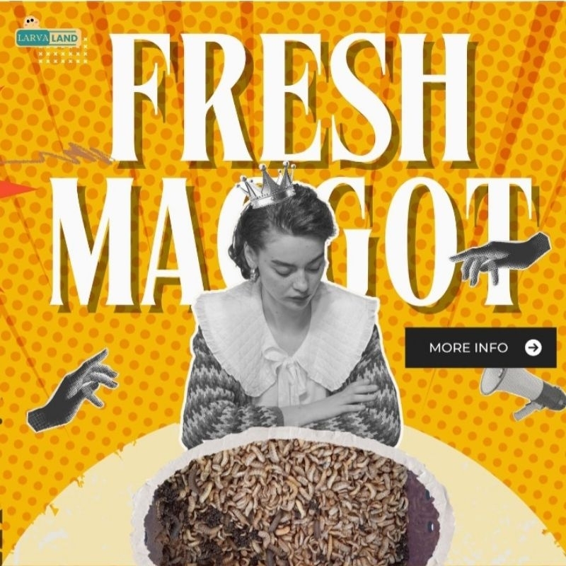MAGGOT BASAH / FRESH MAGGOT / LALAT BSF by LARVALAND