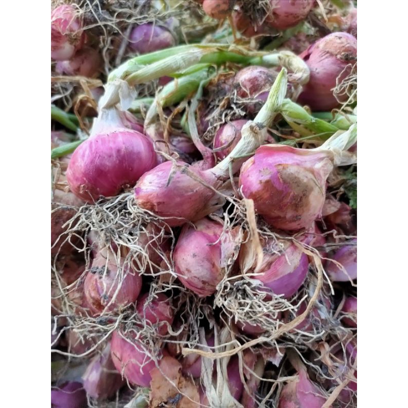 

Bawang Merah Lokal Tajuk Nganjuk