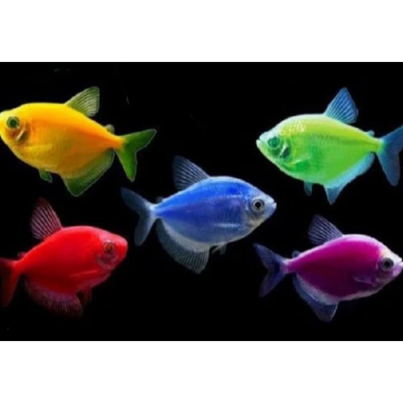 Ikan Hias Warna Warni Tetra XL / Jumbo aquarium Air Tawar kolam aquascape