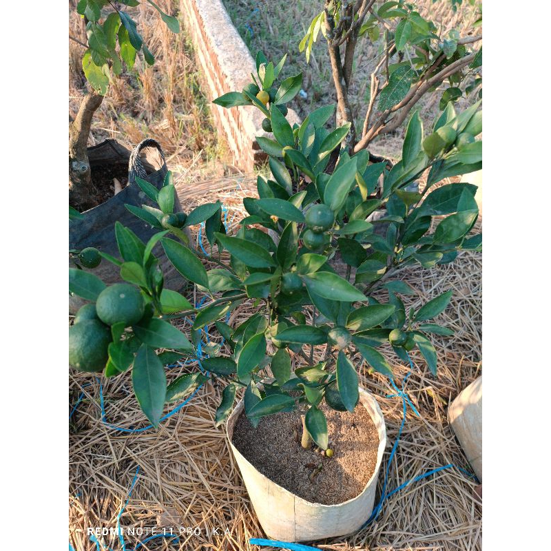 bibit jeruk berbuah/jeruk tabulampot/jeruk chokun, jeruk siam, jeruk nagami, jeruk santang madu, bur