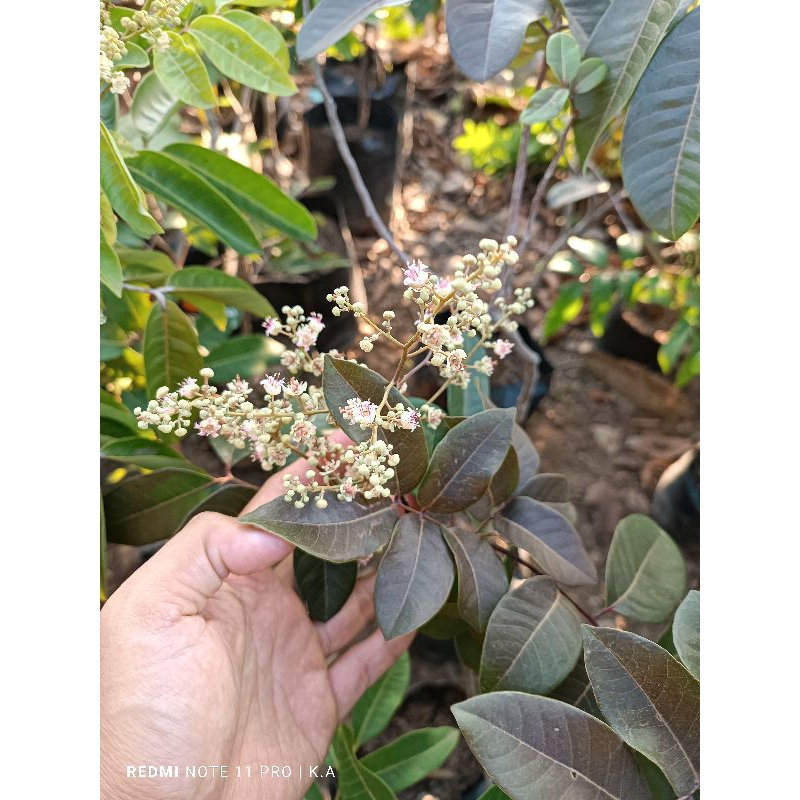 Bibit lengkeng merah berbunga/tabulampot lengkeng merah