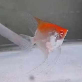 Manfish Red Cap Albino RCA