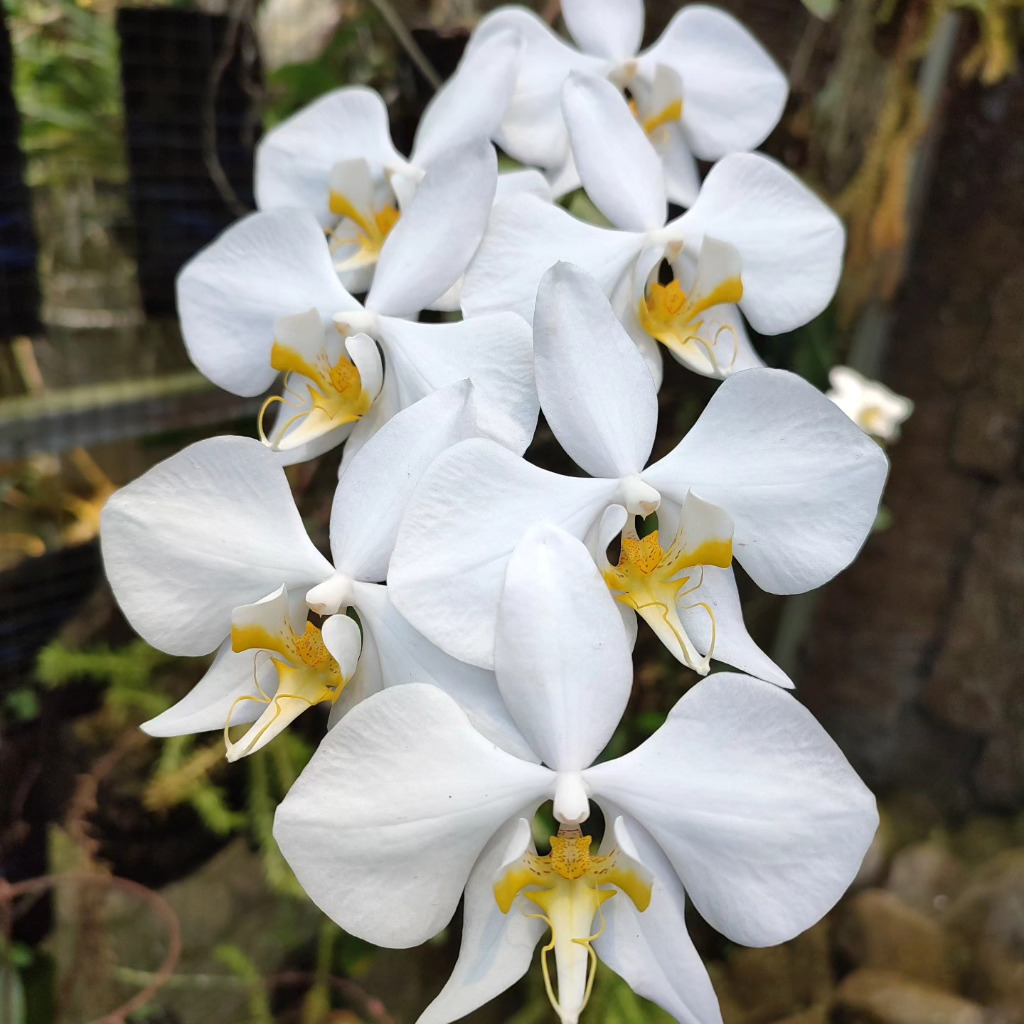 [ SPIKE | BERBUNGA ] Phalaenopsis amabilis