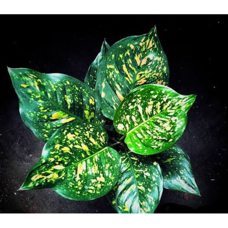 Ruby ciangmay - Aglonema ciangmay