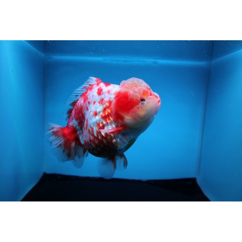 Ikan Mas Koki Oranda Short Tail Jumbo Size 15 cm. g7