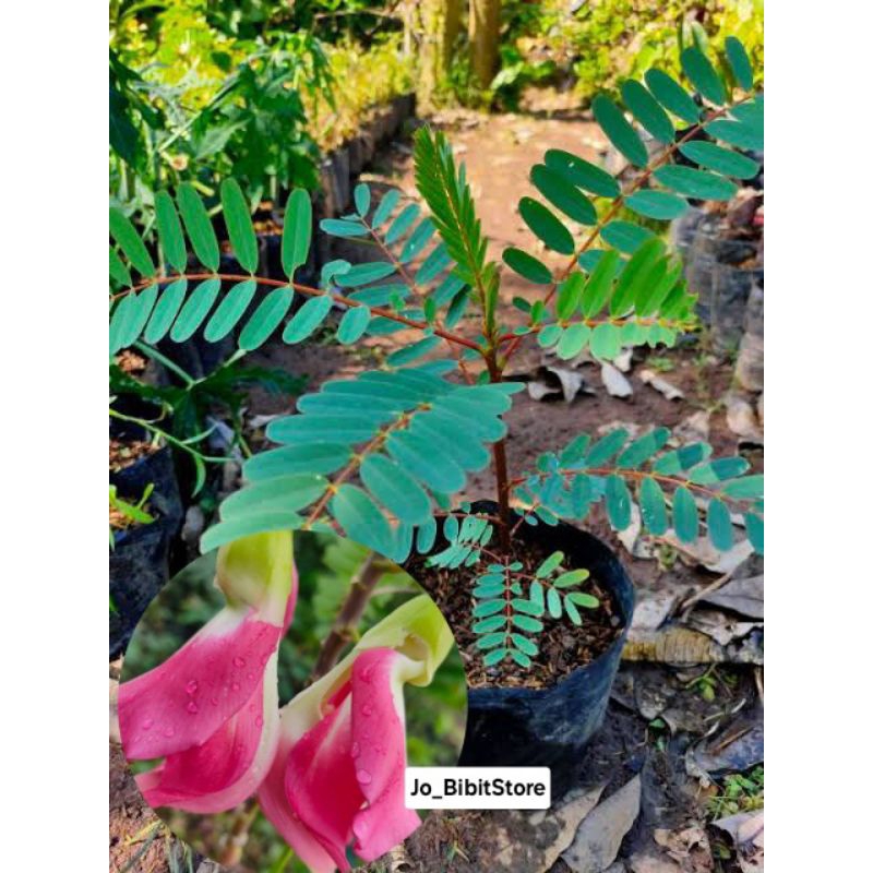 Bibit Turi Merah | Bibit Bunga Turi Merah Asli