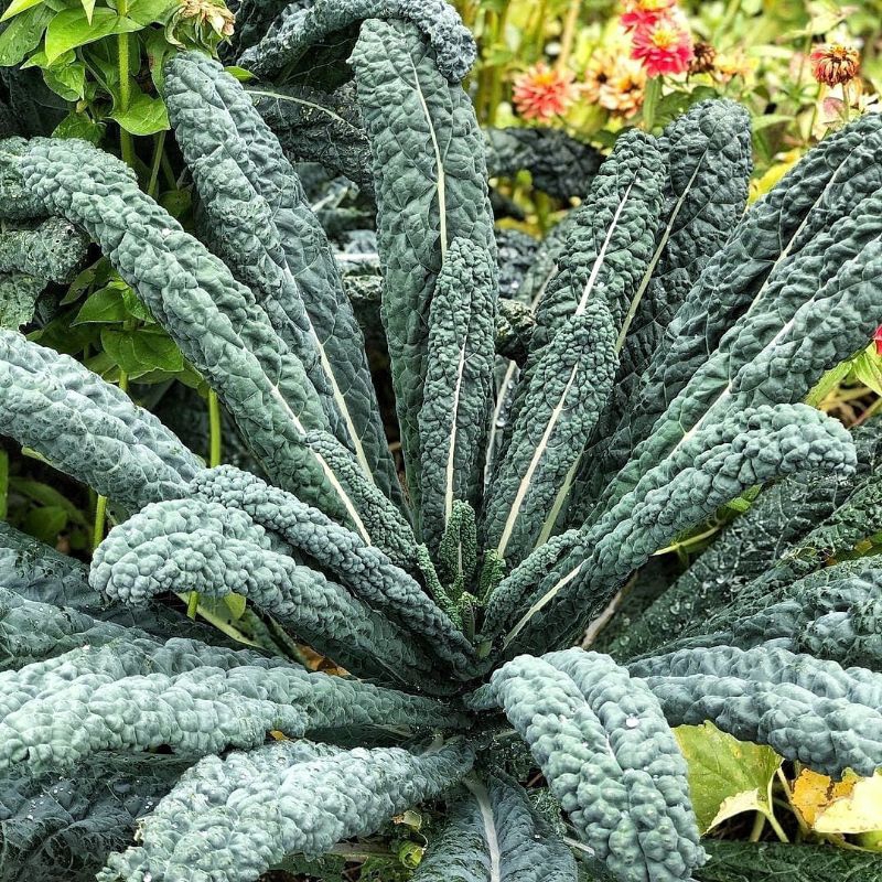 10 Biji Benih Kale Nero Lacinato Bibit Sayur Sayuran