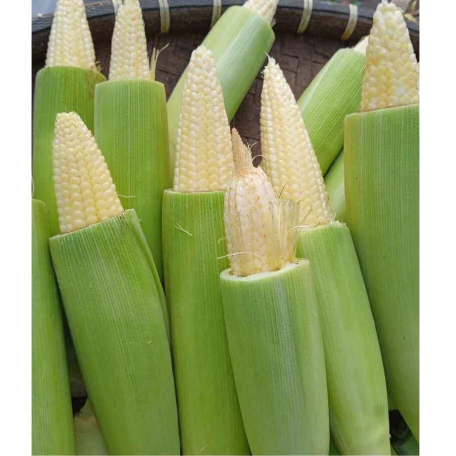 

Jagung putren baby cron soleng