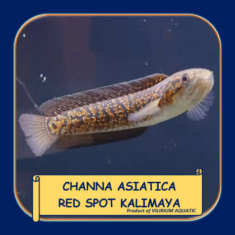 IKAN HIAS AIR TAWAR - CHANNA ASIATICA RED SPOT (RS) KALIMAYA