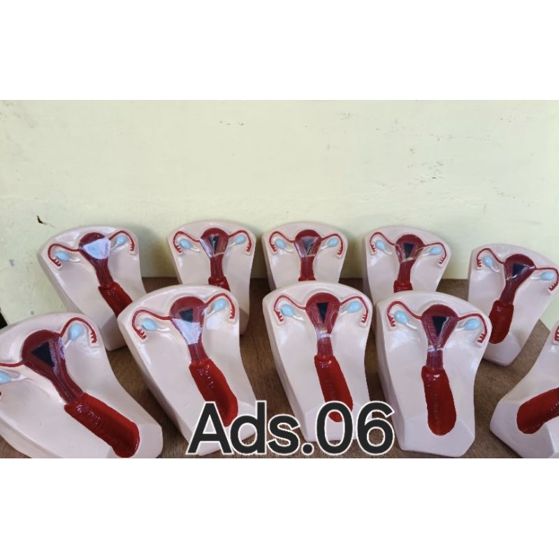 UTERUS RAHIM / ORGAN REPRODUKSI WANITA / ALAT PERAGA / PHANTOM MANIKIN